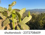 Small photo of Cactus in mountains. Green cactus field landscape. Cactuses with yoke in Spain rural. Cacti in a rock mountain field. Cactuses in nature. Cactus closeup green background. Green plant in Texas, Arizona