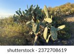 Small photo of Cactus in mountains. Green cactus field landscape. Cactuses with yoke in Spain rural. Cacti in a rock mountain field. Cactuses in nature. Cactus closeup green background. Green plant in Texas, Arizona