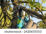 Small photo of Pruning tree with clippers on backyard in village. Cut branch use branch cutter. Cutting branches on apple tree use Garden pruning shears. Trimming tree branch in rural garden. Pruning tools.