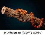 studio shot of a corn snake on black background on a log
