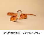Studio shot of a corn snake eating a pinky mouse