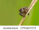 Jumping spider (Salticidae) sitting on a blade of grass. Cute small brown spider in its habitat. Insect detailed portrait with soft green background. Wildlife scene from nature. Czech Republic
