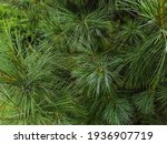 Bright Green Young Pine...