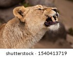 Small photo of Close-up of the head of a powerful and angry (angry) female lioness, grinning, slightly open jaws, snarling, symbolizing a pent-up rage in profile.