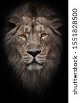 Small photo of A bleached photo of a portrait of a maned (mane, hair) powerful male lion in night darkness with bright glowing orange eyes, isolated on a black background