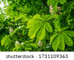Small photo of Horse chestnut tree (Aesculus hippocastanum, Conker tree) with blooming flowers. White candles of flowering horse-chestnut against blurred background. Spring concept for natural design