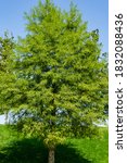 Small photo of Bald Cypress Taxodium Distichum (Swamp cypress or tidewater red cypress) green tree in public landscape city Park Krasnodar or 'Galitsky park' in sunny autumn September 2020