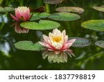 Small photo of Two pink water lily or lotus flower Perry's Orange Sunset in garden pond. Close-up of Nympheas reflected in green water. Flower landscape for nature wallpaper with copy space. Selective focus