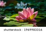 Pink Water Lily Or Lotus Flower ...