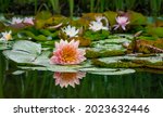 Small photo of Magic big bright pink water lily or lotus flower Perry's Orange Sunset in garden pond. Nymphaea reflected in water. Flower landscape for nature wallpaper