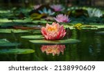 Small photo of Magic big bright pink-orange water lily or lotus flower Perry's Orange Sunset in pond. Nymphaea with water drops, reflected in water. Flower landscape for nature wallpaper
