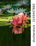 Small photo of Big amazing bright pink water lily, lotus flower Perry's Orange Sunset in the garden pond. Close-up of Nymphaea with water drops reflected in water. Flower landscape for nature wallpaper