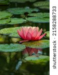 Small photo of Big amazing bright pink water lily, lotus flower Perry's Orange Sunset in the garden pond. Close-up of Nymphaea reflected in water. Flower landscape for nature wallpaper