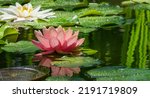 Small photo of Magic big bright pink-orange water lily or lotus flower Perry's Orange Sunset in pond. Nymphaea with water drops, reflected in water. Flower landscape for nature wallpaper