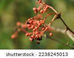 Red fruit of Zanthoxylum americanum, prickly ash, toothache tree, yellow wood, suterberry or Sichuan pepper in autumn garden on blurred green. Background for fresh wallpaper, nature background concept