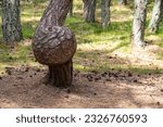 Curonian spit. Dancing pines. Tilted, curved and twisted pine trunks.  Dancing forest local landmark located on dune Round in vicinity of village of Rybachy. National park in Kaliningrad region.