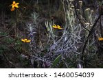 Small photo of Bright yellow flowers with a few moss like leaves on a dry dark clayish ground next to a plant with grey stalks