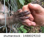 A Caged Monkey Giving Her Hand...