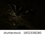 Small photo of A silhoutte of a whip spider with the two spine thudded pincers strechted out to catch a prey