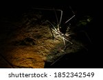 Small photo of A whip spider with the two spine thudded pincers strechted out to catch a prey looking scary due to the lighting