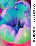 Small photo of Fresh tulip flowers in blue, purple and green color transposition