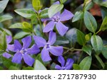 Purple Blue Flowers Of...