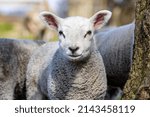 Small photo of Lamb portrait soft and tender, curly lambkin, small sheep