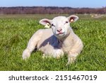Small photo of Little lamb, looking friendly, white lambkin laying down relaxed and cheerful