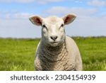 Happy lamb, small sheep face looking frank and cute, headshot in front view, green grass and blue sky