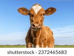 Small photo of Red cow heifer front view, cute calf face and blue background