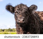 Small photo of Galloway cow cheerful and happy, dark brown curly bearish beef livestock cattle