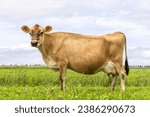 Small photo of Jersey cow side view, in a green pasture, Jersey cattle, black nose brown coat, looking and large udder