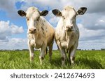 Small photo of Two white ows, side by side standing in a field in the Netherlands, a blue sky and green grass