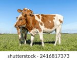 Small photo of Heifer cows love playing cuddling best friends forever in a pasture under a blue sky
