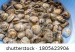 Small photo of Veracious clams of the Tyrrhenian Sea, typical seafood Italy