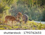 A Small Lowland Nyala Or Simply ...