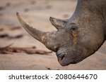 Small photo of White rhinoceros, square-lipped rhinoceros or rhino (Ceratotherium simum) Mpumalanga. South Africa.