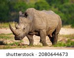 Small photo of White rhinoceros, square-lipped rhinoceros or rhino (Ceratotherium simum) and red-billed oxpecker (Buphagus erythrorynchus). Mpumalanga. South Africa.