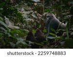 Small photo of Western lowland gorilla (Gorilla gorilla gorilla) silverback with 2 youngsters in Marantaceae forest. Odzala-Kokoua National Park. Cuvette-Ouest Region. Republic of the Congo