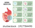 probiotics. normal microflora.... | Shutterstock .eps vector #1917784490