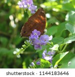 Goatweed Leafwing Butterfly...