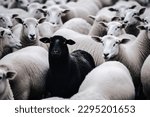 One black sheep in a herd of white sheep