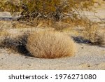 Small photo of Dry circular desert bush known as tumbleweed or Russian thistle. Tumbleweed are know to cause fires and car damage when tumbling on the road.