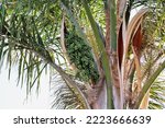 A Cascade Of Palm Tree Seed...