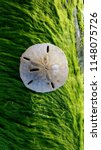 Small photo of sand dollar on a green moss covered stump