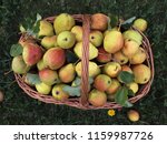 basket of fresh pears on grass | Shutterstock . vector #1159987726