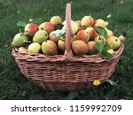 basket of fresh pears in the... | Shutterstock . vector #1159992709