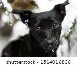 cute little dog looking with... | Shutterstock . vector #1514016836