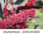 Small photo of A bunch of flowering amaranth plant, red inflorescence. Amaranth close-up.