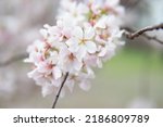 Closeup of white cherry blossom ...